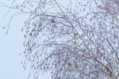 Carduelis carduelis