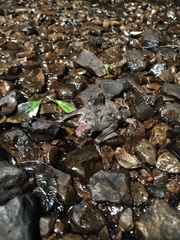 Desmodontinae