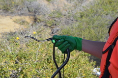 Masticophis lateralis lateralis