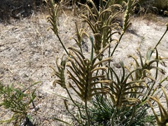 Anigozanthos viridis