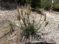 Anigozanthos viridis