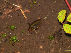 Dytiscus semisulcatus