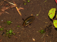 Dytiscus semisulcatus