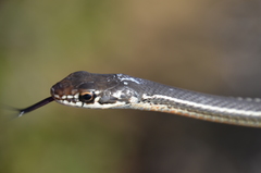 Masticophis lateralis lateralis