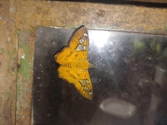 Myscelus epimachia