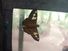 Myscelus epimachia
