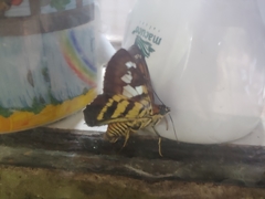 Myscelus epimachia