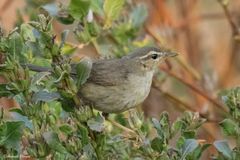 Phylloscopus fuscatus