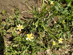 Menodora integrifolia