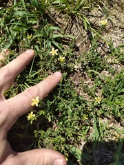 Menodora integrifolia
