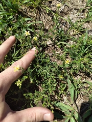 Menodora integrifolia