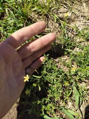 Menodora integrifolia