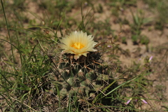 Coryphantha georgii