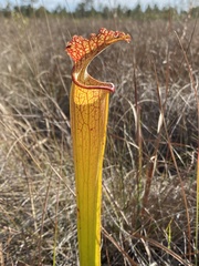 Sarracenia × moorei, photograph (c) Daniel McNair, some rights reserved (CC BY)