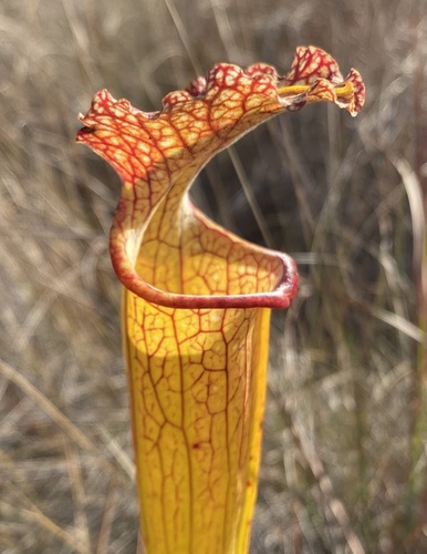 Sarracenia × moorei, photograph 5