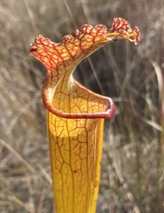 Sarracenia × moorei, photograph (c) Daniel McNair, some rights reserved (CC BY)