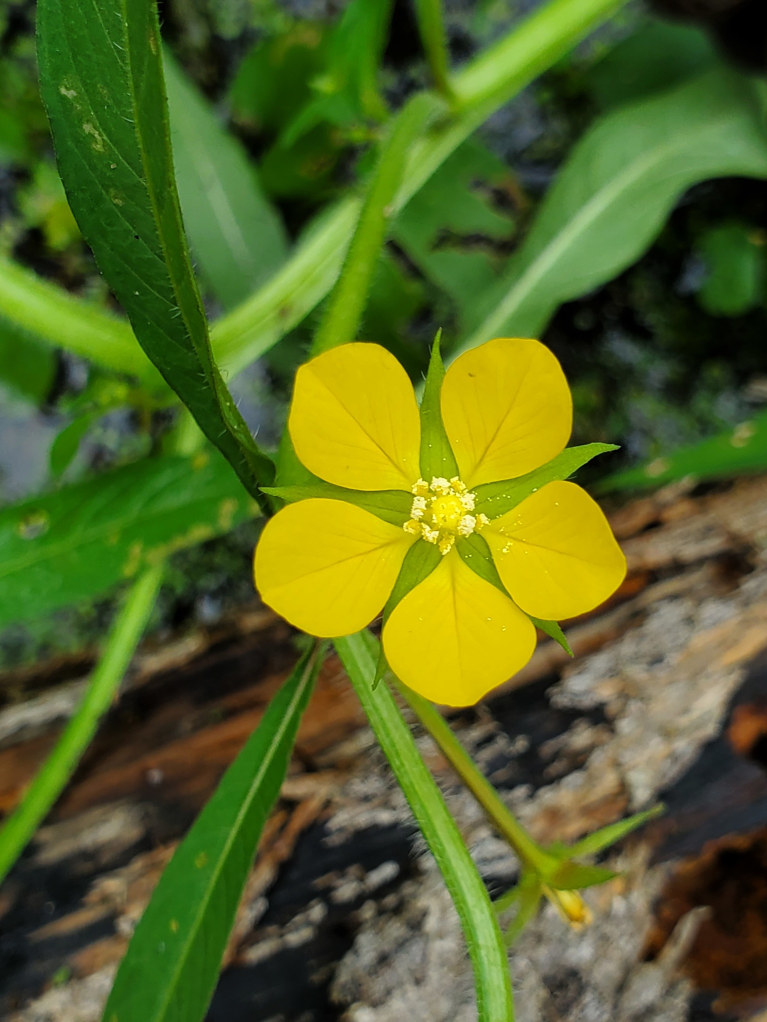 Ludwigia leptocarpa