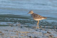 Calidris subminuta