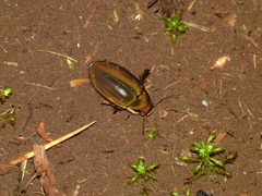 Dytiscus semisulcatus