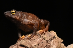 Frostius pernambucensis