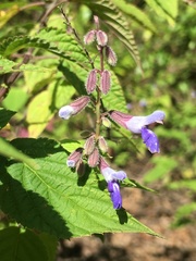 Salvia plurispicata