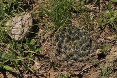 Mammillaria zephyranthoides