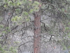 Pinus ponderosa