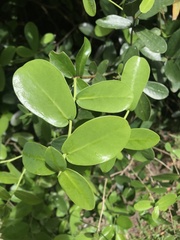 Daphnopsis racemosa