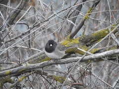 Junco hyemalis