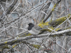 Junco hyemalis