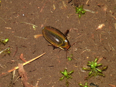 Dytiscus semisulcatus
