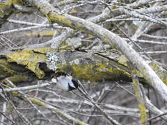 Poecile atricapillus