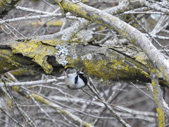 Poecile atricapillus