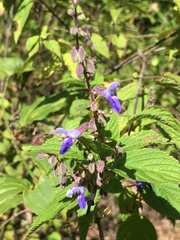 Salvia plurispicata