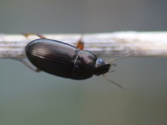 Amara familiaris