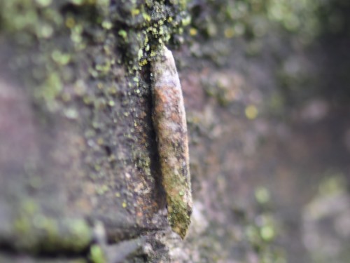 Large Birch-Bright, Groesbeek, Nederland, photo 5 of 10