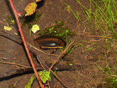 Dytiscus semisulcatus