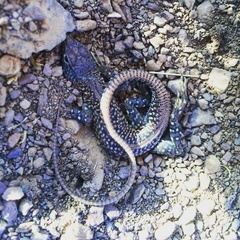 Pedioplanis laticeps