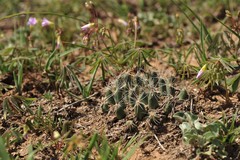 Mammillaria zephyranthoides