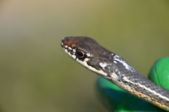 Masticophis lateralis lateralis