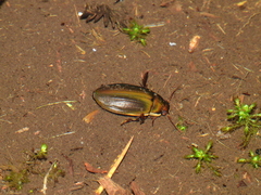 Dytiscus semisulcatus