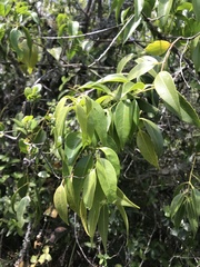 Tripodanthus acutifolius