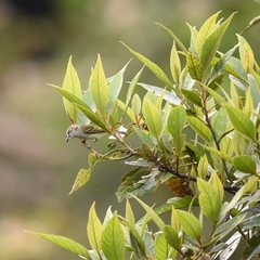 Phylloscartes ceciliae