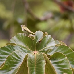 Phylloscartes ceciliae