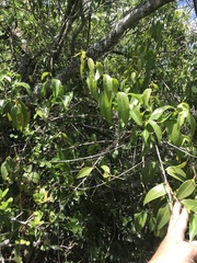 Tripodanthus acutifolius