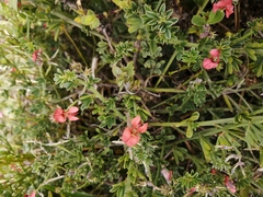 Indigofera glaucescens