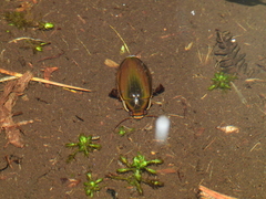 Dytiscus semisulcatus