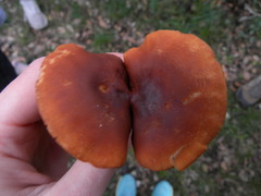 Lactarius atlanticus