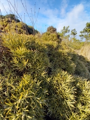 Ulex erinaceus