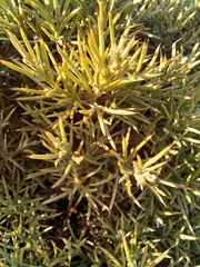 Ulex erinaceus
